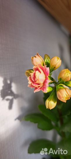 Каланхое цветущее