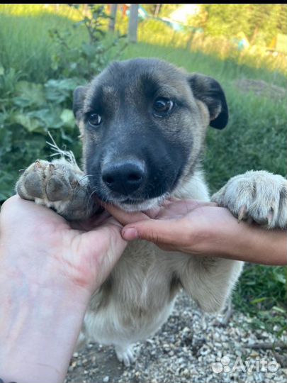 Передержка собак, гостиница для животных