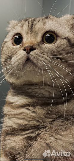 Шотландский кот на вязку