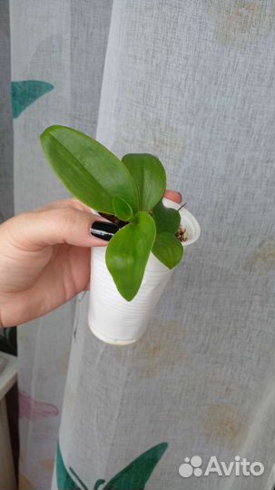 Сингонеум, традесканция