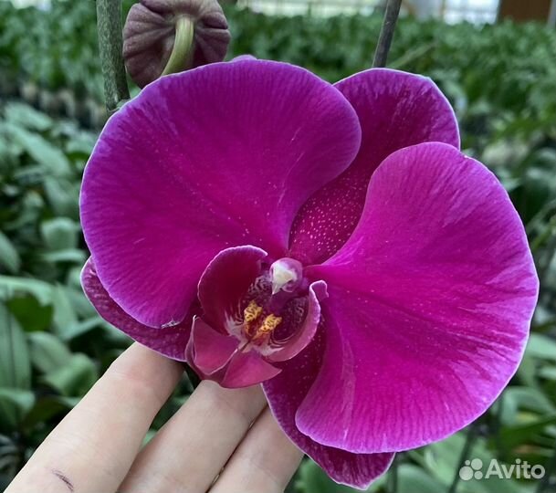 Орхидея фаленопсис FreeRide Фреерайд