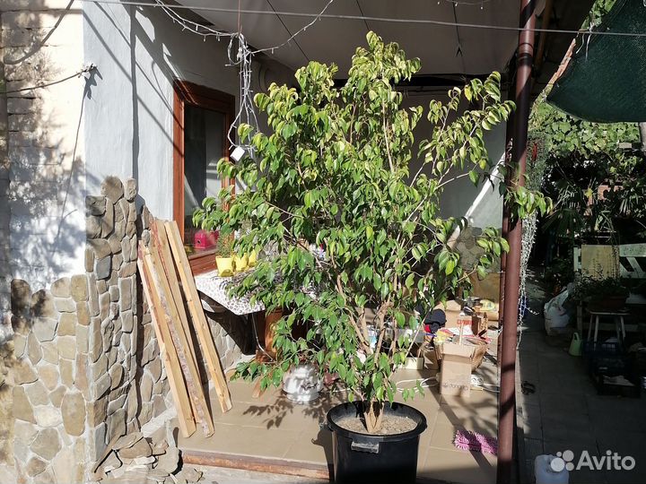 Фикус бенджамина