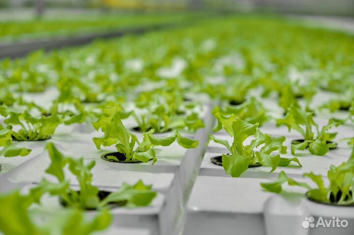 Рабочий в теплицу без опыта