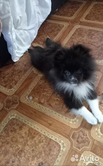 Померанский шпиц