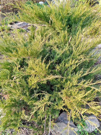 Можжевельник