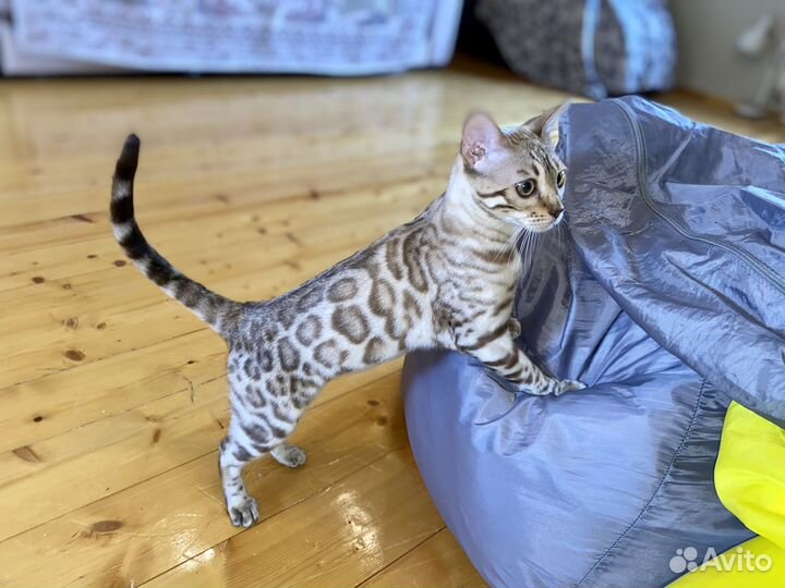 Бенгальский леопардовый котенок-кошечка минк