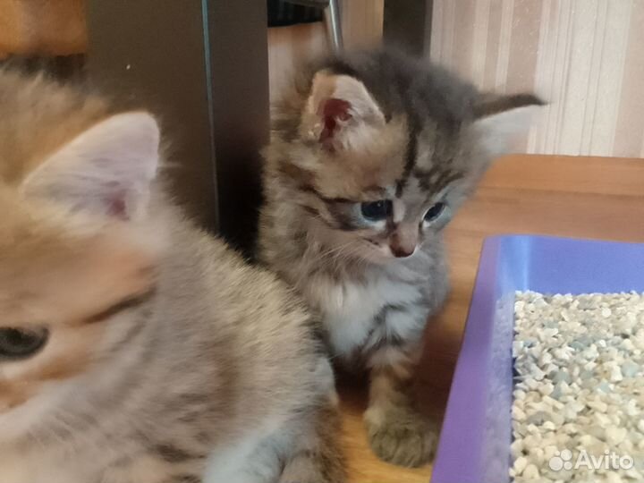 Котята в добрые руки даром