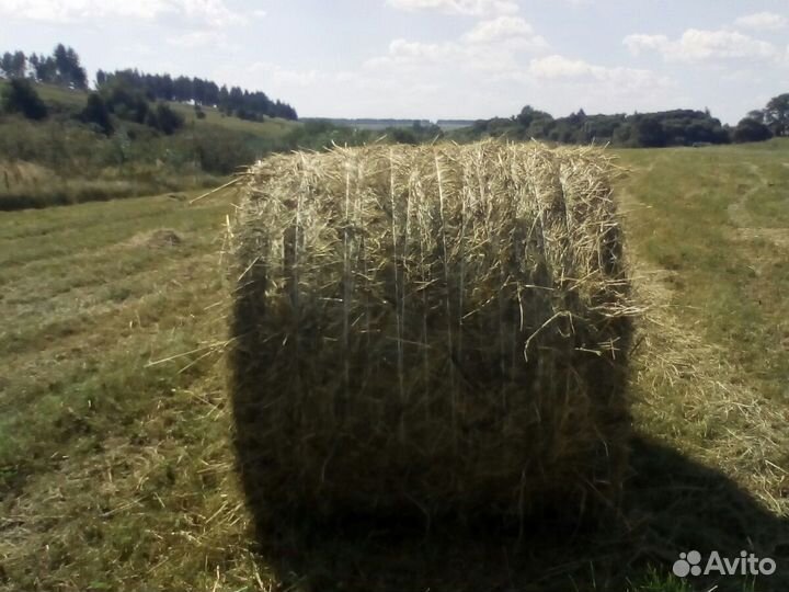 Сено в рулонах по 350кг. 2024 год