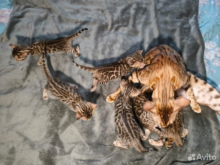 Бенгальские котята