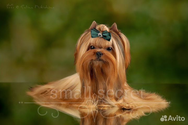 Йоркширский терьер золотой голддаст