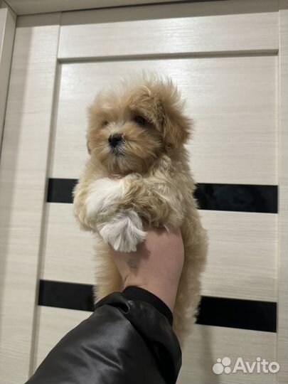 Мальтипу f1 mini