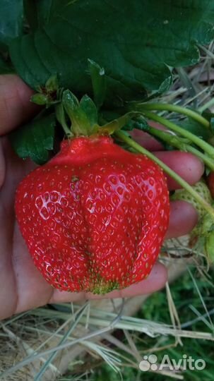 Продаю саженцы сортовой клубники