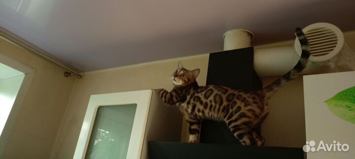 Бенгальская кот вязка