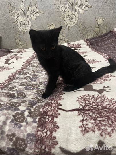 Британская кошка