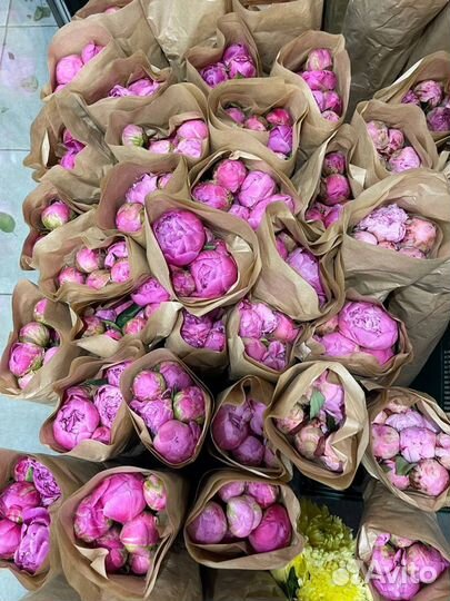 Пионы опт розница букет