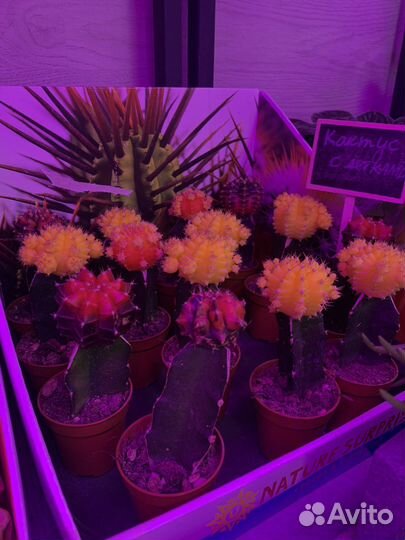 Горшечные растения, суккуленты, кактусы