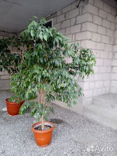 Комнатные цветы фикус бенджамина