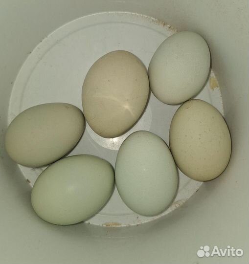 Инкубационное яйцо породистых кур Сильверудд блю