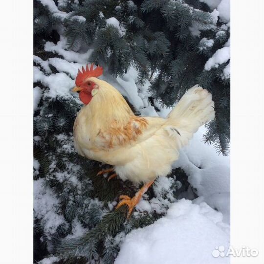 Петух 7 мес