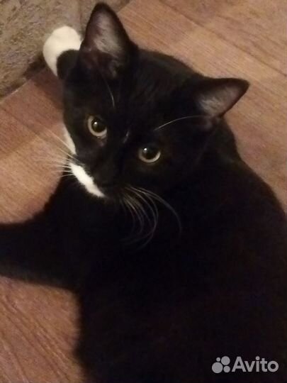 Отдам милую кошечку в добрые руки