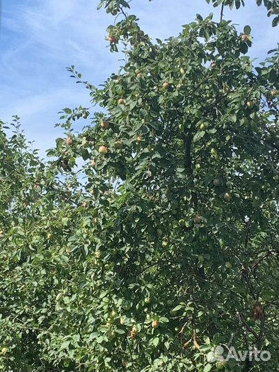 Сушеные яблоки для компота