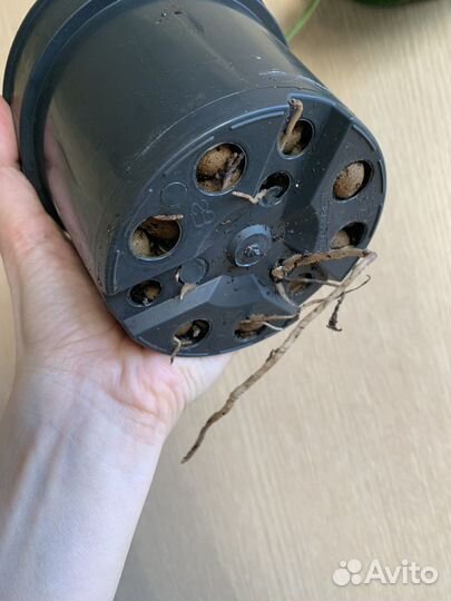 Монстера альба вариегатная в горшке