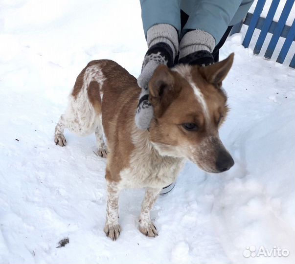 Собака в добрые руки