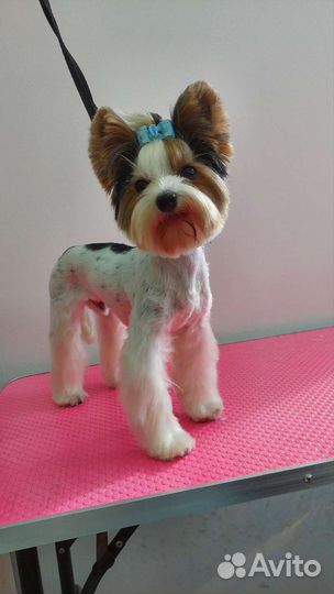 Груминг, стрижка собак