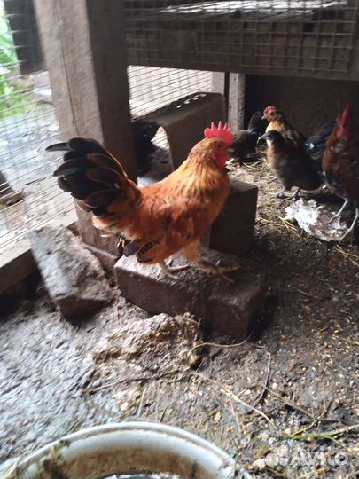 Петушки бентамки