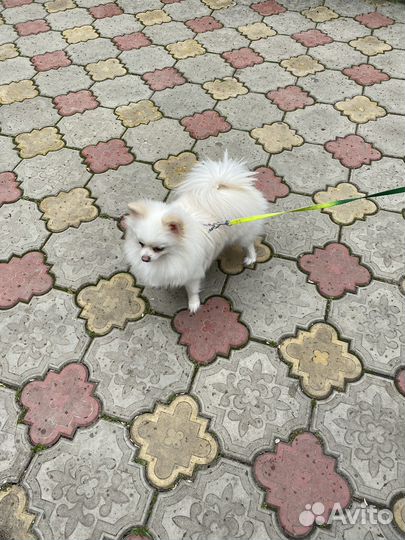 Померанский шпиц вязка девочка)