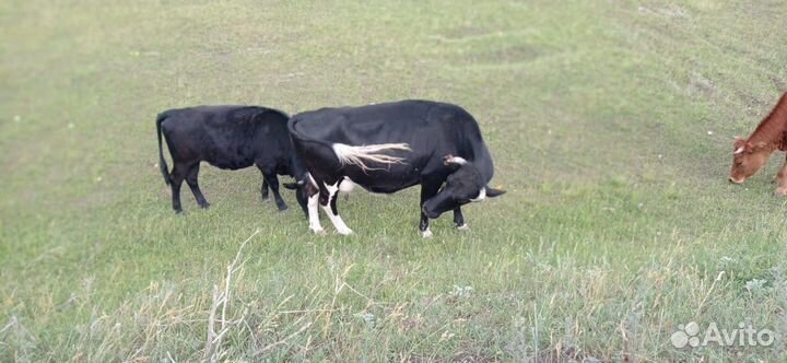 Корова дойная