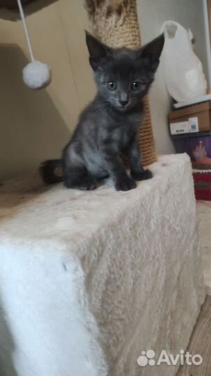 Котенок(мальчик)