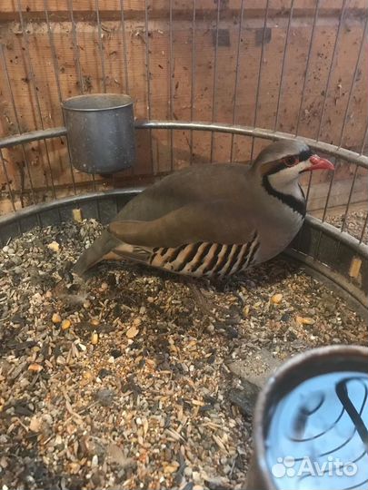 Кеклик (самка )