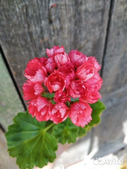Пеларгония герань сортовая
