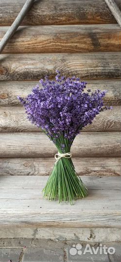 Букет лаванды. Свежая, осенняя срезка
