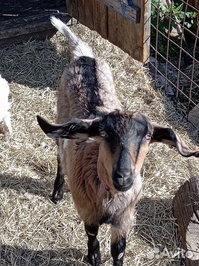 Козы Альпо-нубийские