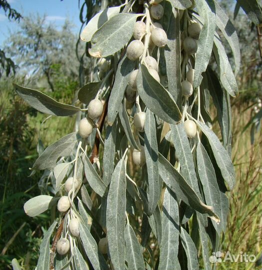 Семена: арония, лох, калина, яблоня, липа, сумах
