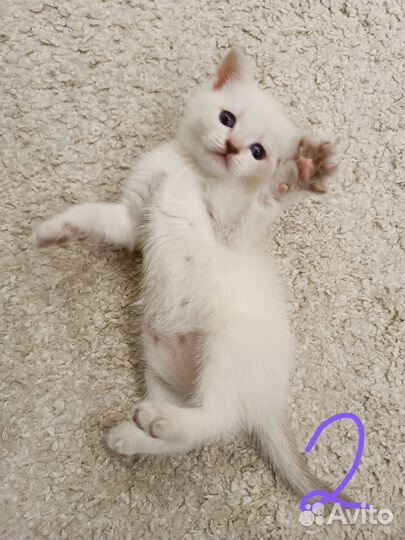 Котята