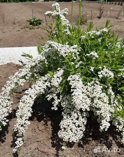 Спирея белая