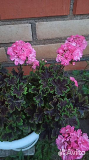 Пеларгония герань сортовая