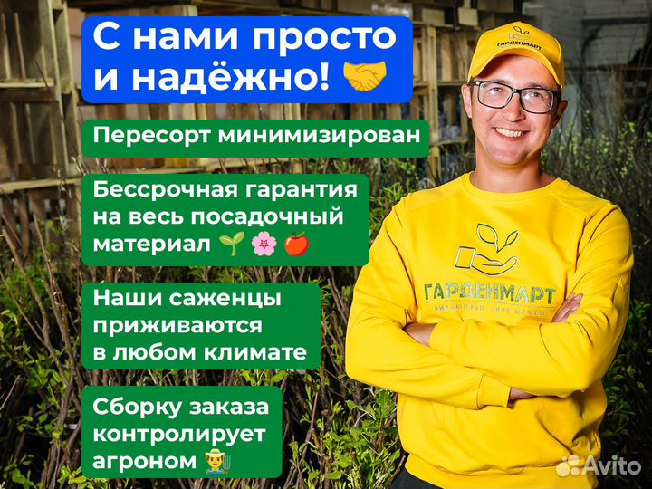 Саженцы смородины. Опт. окс
