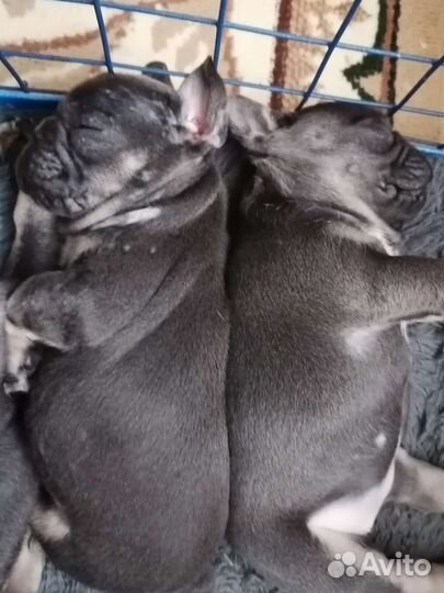 Голубые щенки французского бульдога