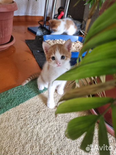 Отдам в добрые руки