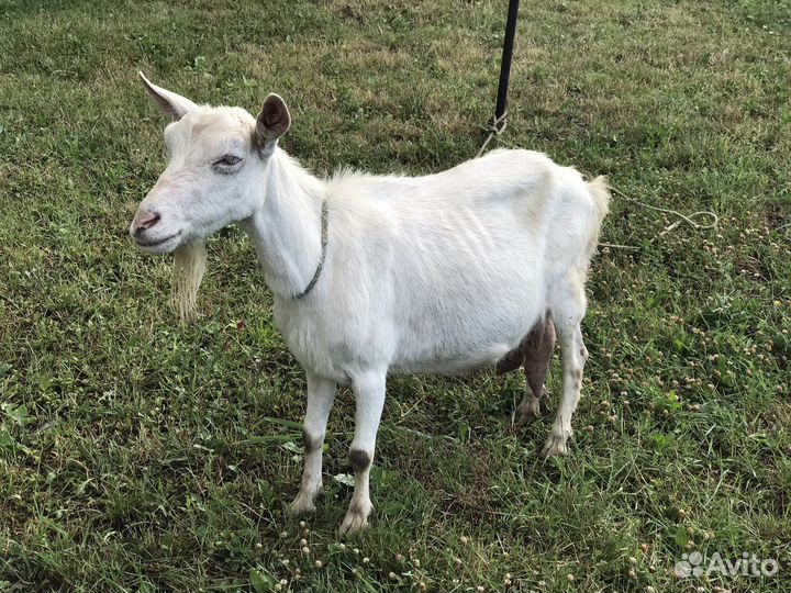 Коза ломанча