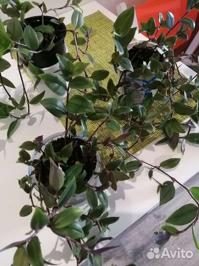 Традесканция приречная