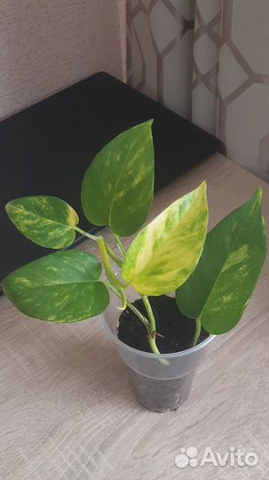 Сциндапсус Golden Queen