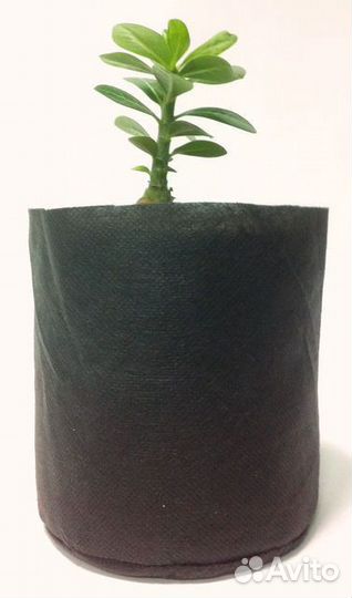 Живой горшок в ассортименте 7.5 л