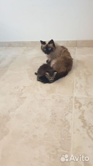 Кошечка сибирская