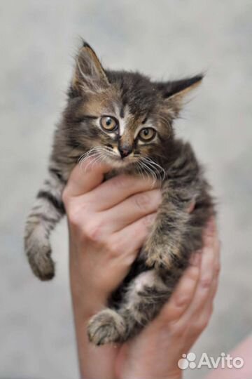 Котята ищут дом