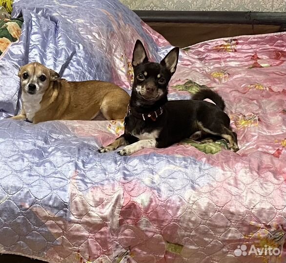 Красавчик Чихуахуа